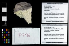 Foto (Objekt + Etikett) von Cracensigillatus acutirostris (Moericke, 1889)  (NHMW-GEO-2014-0194-0796)